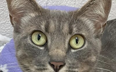 Adoptable Pet of the Week: Mushy, a Friendly Young Female Feline