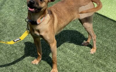Adoptable Pet of the Week: Skedaddle, a Delightful Dog