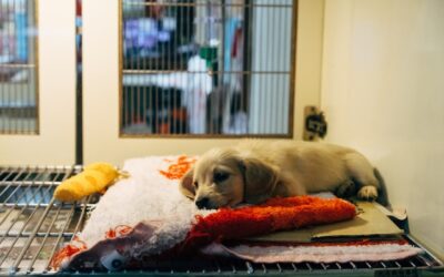 Undervalued and Underfunded: The Quiet Crisis Facing Animal Shelters