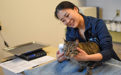 Why Veterinary Care Feels So Complicated (and What You Can Do About It)