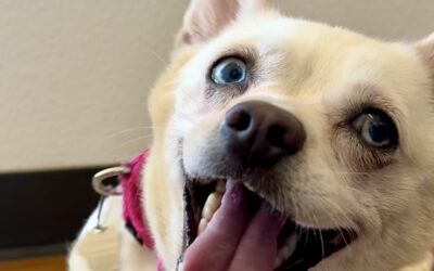 Adoptable Pet of the Week: Pippy, a Pup Full of Pizzazz