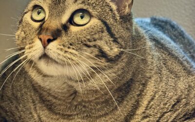 Pet of the Week: Purr Majesty, An Adoptable Cat Available at Valley Humane Society