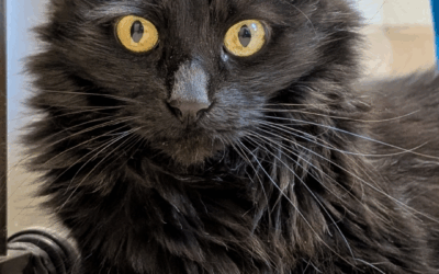Pet of the Week: Mr. Fantastic, An Adoptable Cat Available at Valley Humane Society