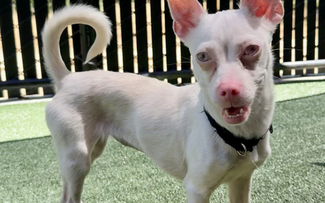 Adoptable Pet of the Week: Georgia O’Keefe, an Adorable Small Dog