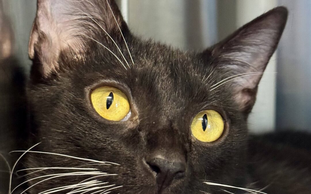 Adoptable Pet of the Week: Dahlia, a Delightful Young Adult Cat