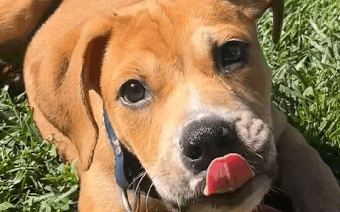 Adoptable Pet of the Week: Lilly, a Young Dog