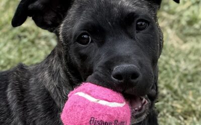Adoptable Pet of the Week: Original, a Medium Sized Puppy