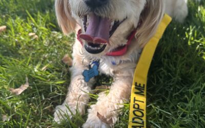 Adoptable Pet of the Week: Buddy, A Sweet Dog Ready for His Forever Home