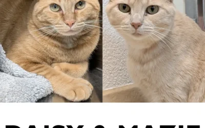 Adoptable Pets of the Week: Daisy and Mazie, Bonded Pair of Adult Female Cats