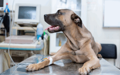 A Real-Life Horror Story: The Truth About Pet Blood Banking in California