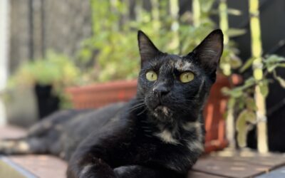 Legislative Wins for Animals in 2025