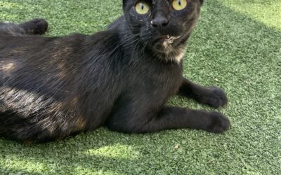 Adopted! Pet of the Week: Big Bird