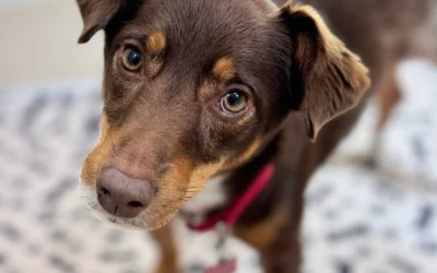 Adoptable Pet of the Week: Justice, the Super-Dog Ready to Join Your Fall Adventures