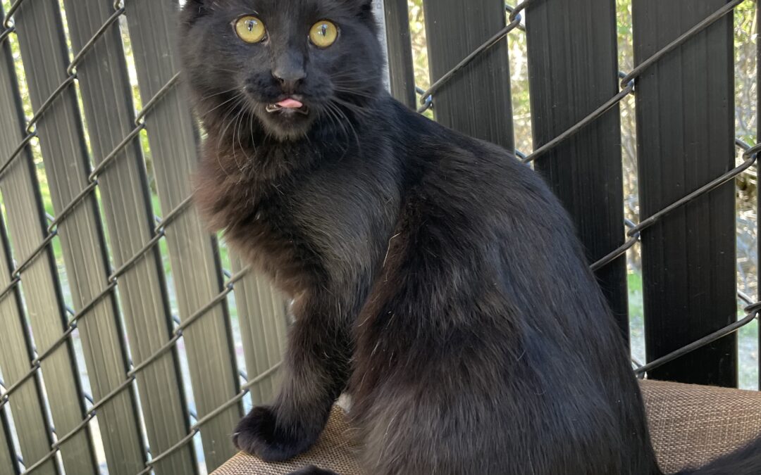 Adoptable Pet of the Week: Oscar the Grouch, an Adorable Black Cat