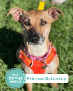 Princess Buttercup, an adoptable small mixed-breed dog at Valley Humane Society in Pleasanton, California, sitting in the sunshine with a happy expression, waiting for her forever home.