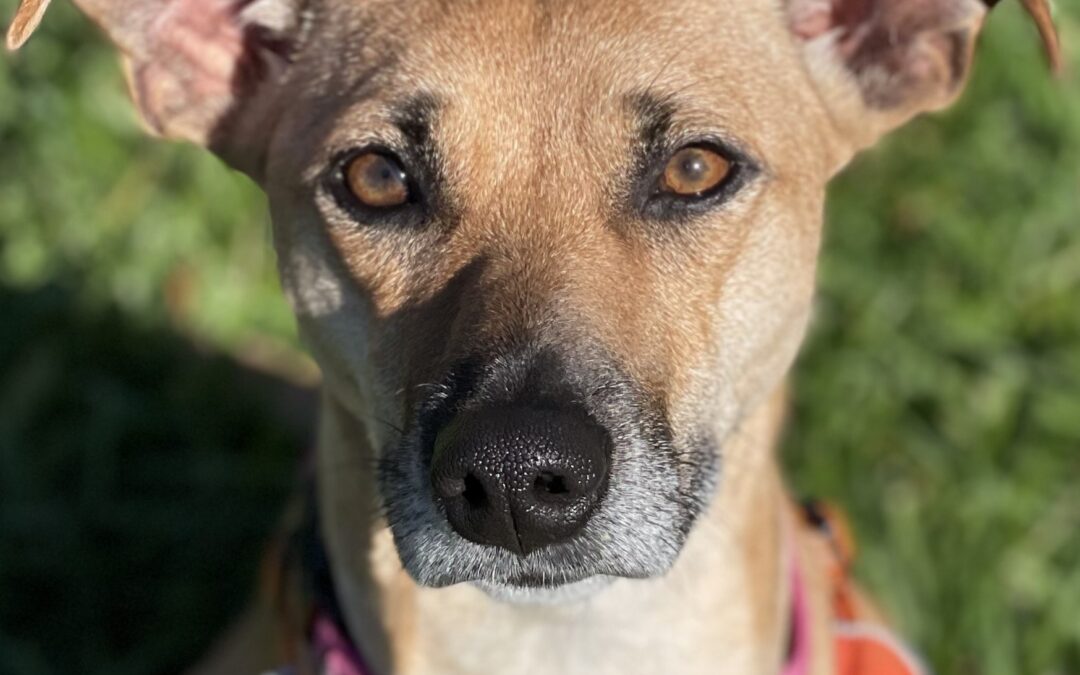 Adoptable Pet of the Week: Princess Buttercup: A Sweet, Clever, and Cuddle-Loving Dog Ready to Be Your Happily Ever After | Valley Humane Society