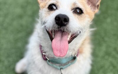 Adoptable Spotlight: Sunny D the Dog