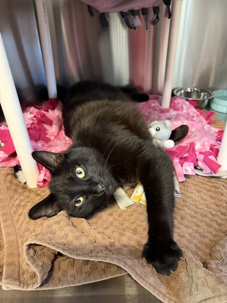 Benito, a black cat with light green eyes