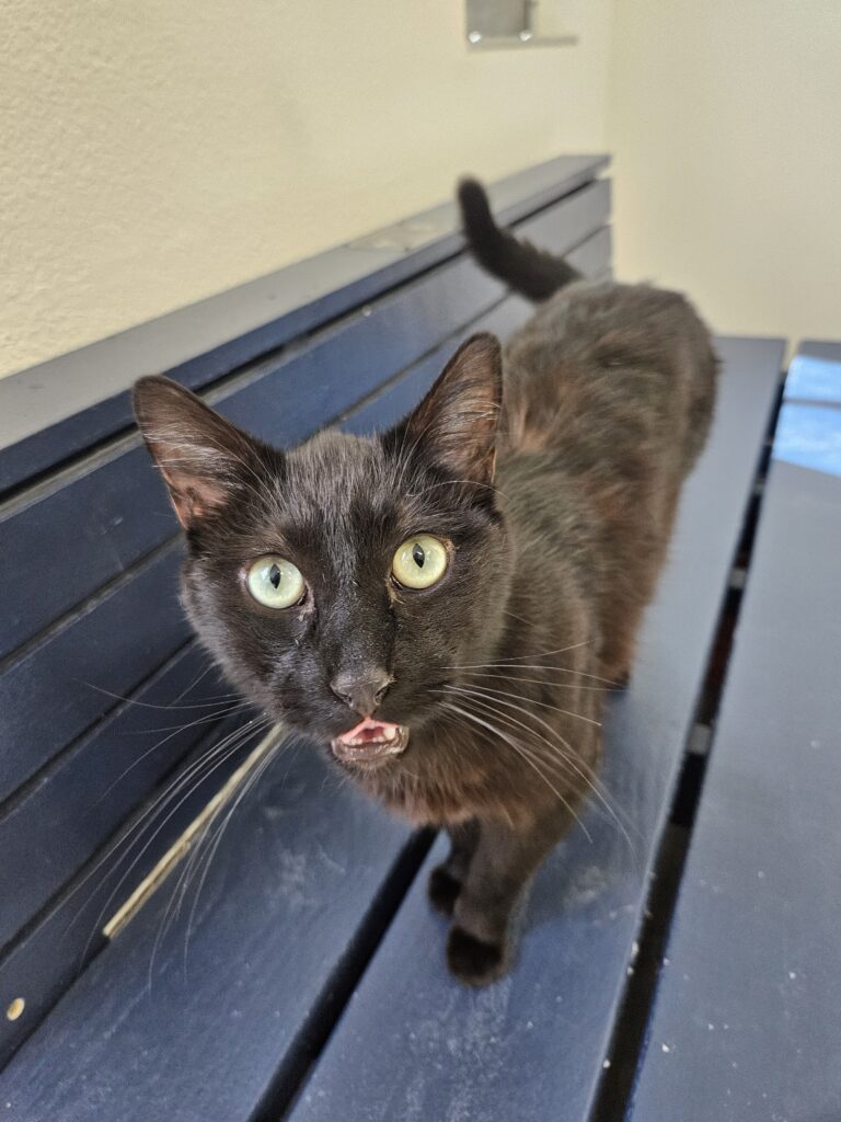 Benito, a black cat with light green eyes
