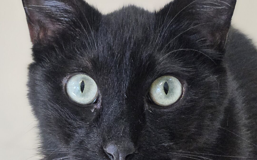 Adoptable Spotlight: Benito the Bonito Cat