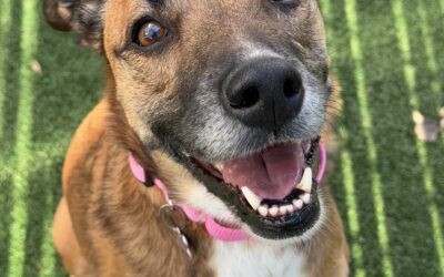 Adoptable Spotlight: Sammy