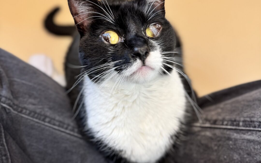 Adoptable Spotlight: Max the Cat