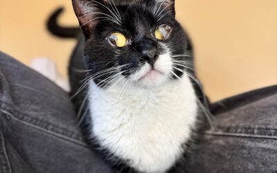 Adoptable Spotlight: Max the Cat