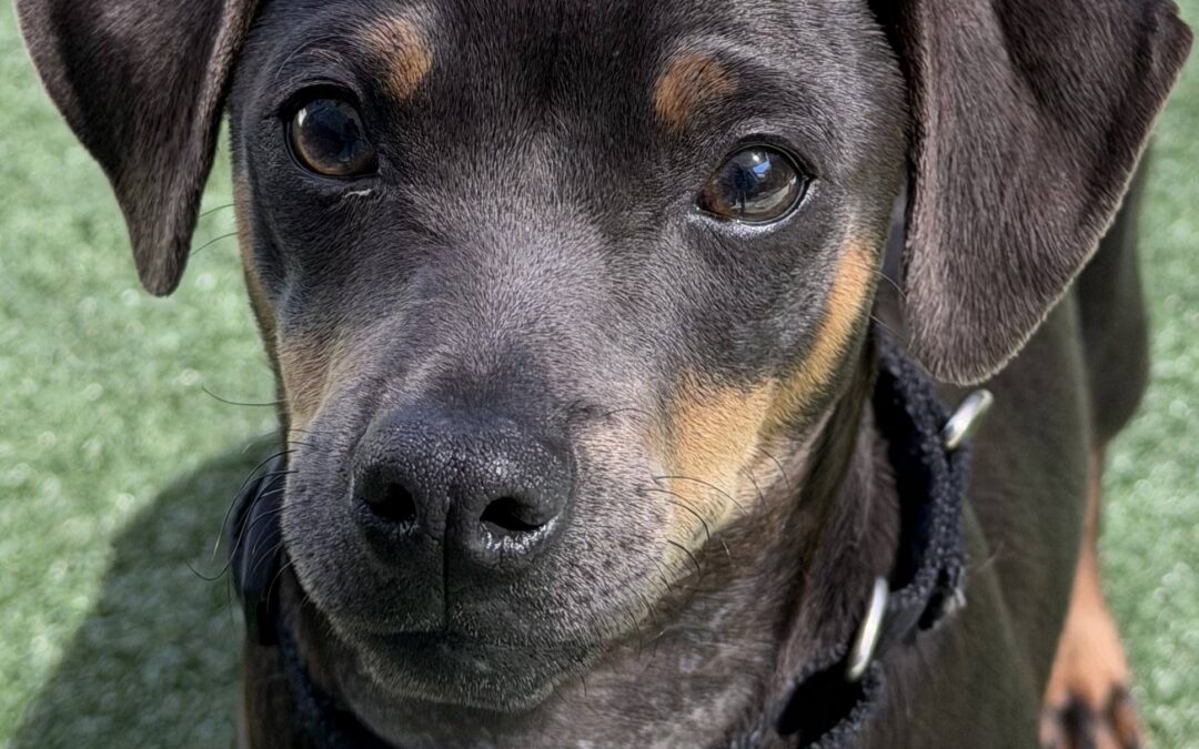Adoptable Spotlight: Doritos, a Bold and Snack-Sized Puppy at Valley Humane Society