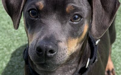 Adoptable Spotlight: Doritos, a Bold and Snack-Sized Puppy at Valley Humane Society