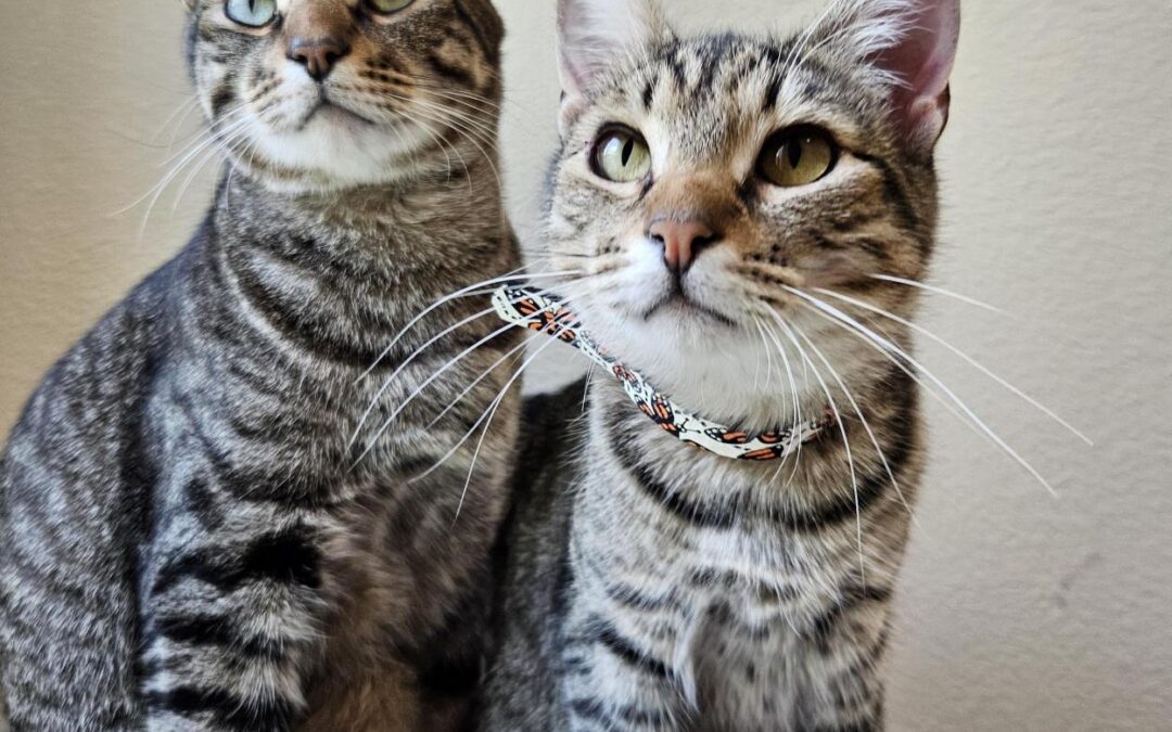 Adoptable Spotlight: Jerry and Clover