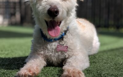 Adopted: Bean, a Sweet, Small Adoptable Dog