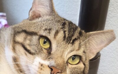 Adoptable Spotlight: Po, A Big, Bold Adoptable Cat Looking for His Forever Home