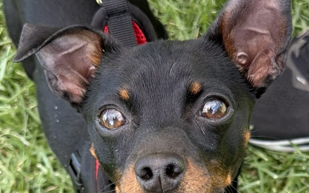Adoptable Spotlight: Tim Drake