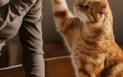 Living with FIV and FeLV: Understanding Viral Infections in Cats 