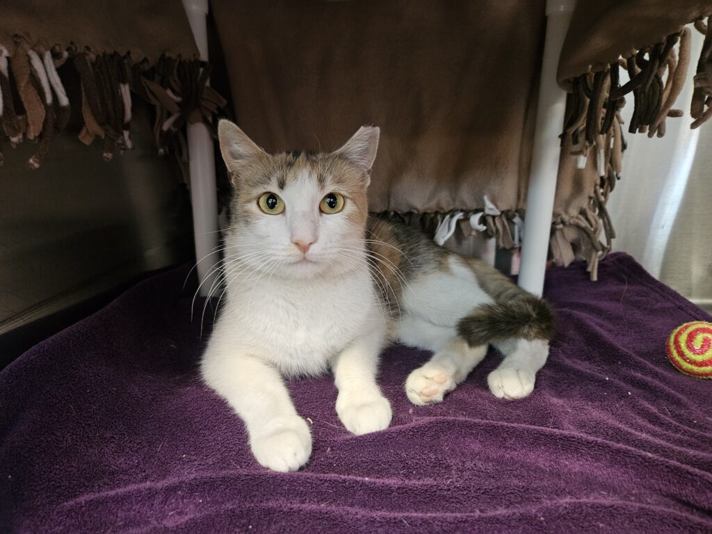 Young adult calico cat available for adoption in Pleasanton