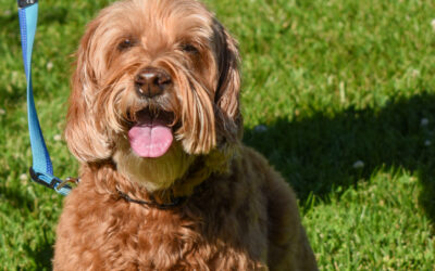 Lucy Named 2026 Livermore Ambassadog