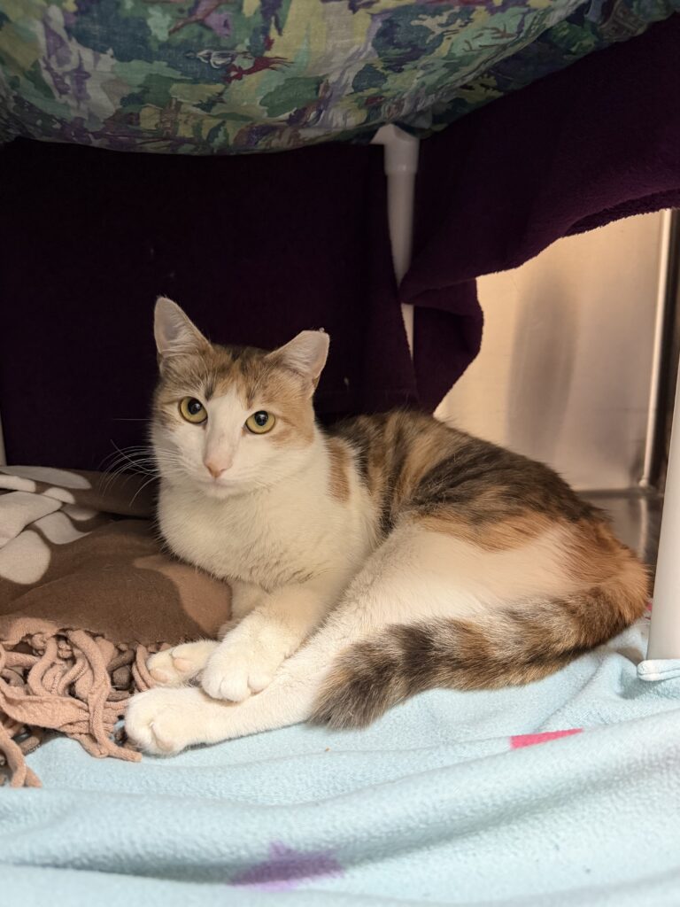 Calico cat adoption Pleasanton: May relaxing in Kitty City at Valley Humane Society