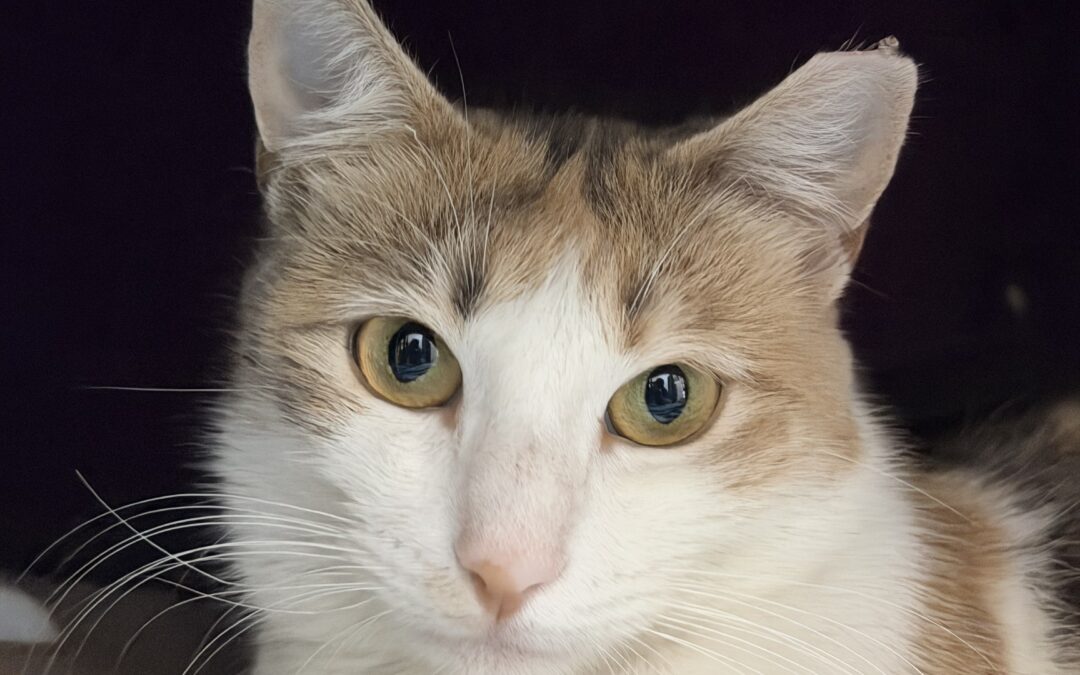 Adoptable Spotlight: May, A Gorgeous Calico Cat at Valley Humane Society