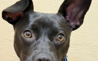 Meet Pogo: The Bouncy, Cuddly Little Dog Ready to Spring Into Your Life