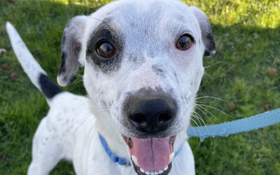 Behind a Wagging Tail: Atom’s Story