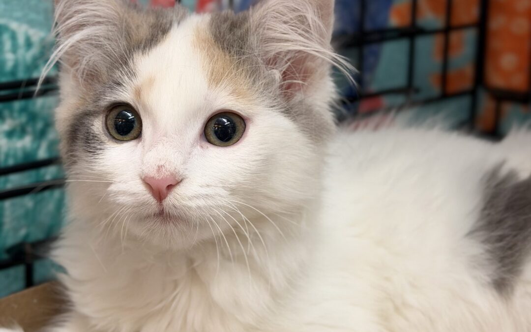 Adoptable Spotlight: Shake ‘n Bake