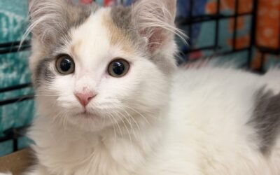 Adoptable Spotlight: Shake ‘n Bake