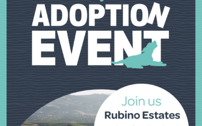 Wine, Wags, and New Beginnings: October Happy Hour at Rubino Estates Winery