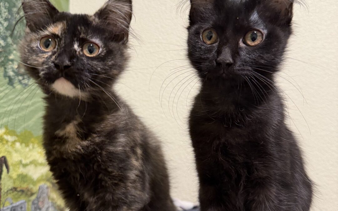 Adoptable Spotlight: Pounce-A-Lot and Cat Benatar