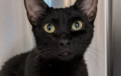 Adoptable Spotlight: Fish Queen