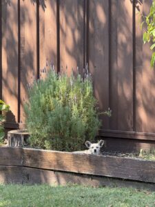 1. Small blond adoptable dog Carey running through a backyard in Pleasanton