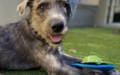 Bay Woof Feature: United for Good