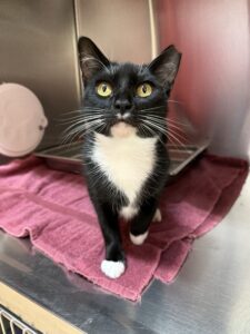 Black and white young adult cat Chiclets relaxing in Kitty City at Valley Humane Society in Pleasanton
