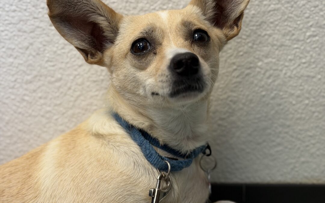 Adoptable Spotlight: Carey Martin, A Sun-Loving Small Dog