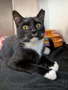 Chiclets the adoptable cat looking at the camera at Valley Humane Society